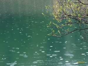 春雨の池１