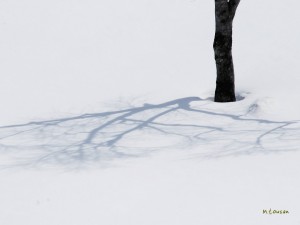 雪に木の影